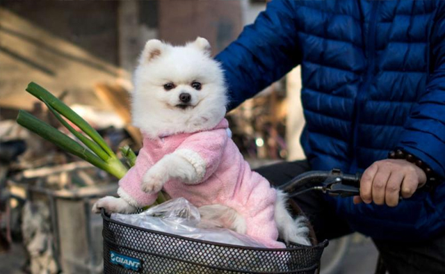 pet clothing manufacturers usa
