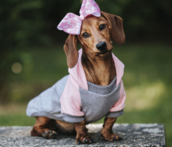 adorable pet dresses and shirts