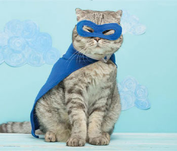 funny pet costumes and accessories