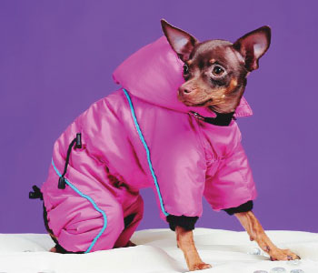 stylish jackets and coats for pet